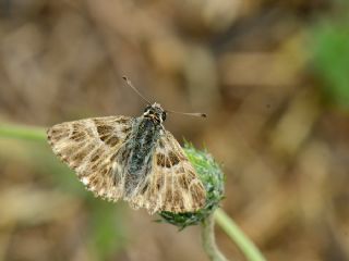 ark Zpzp (Carcharodus orientalis)