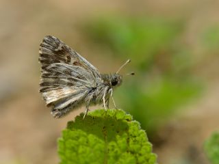 ark Zpzp (Carcharodus orientalis)