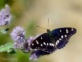 Akdeniz Hanmeli Kelebei (Limenitis reducta)