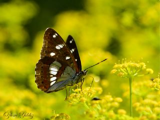 Akdeniz Hanmeli Kelebei (Limenitis reducta)