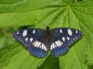 Akdeniz Hanmeli Kelebei (Limenitis reducta)