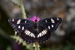 Akdeniz Hanmeli Kelebei (Limenitis reducta)