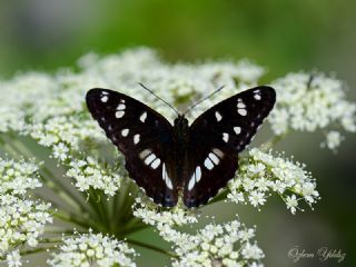 Akdeniz Hanmeli Kelebei (Limenitis reducta)
