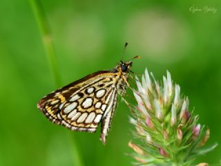 Beyaz Benekli Zpzp (Heteropterus morpheus)