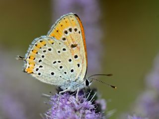 Kk Ate Gzeli (Lycaena thersamon)