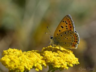 K���k Ate� G�zeli&nbsp;(Lycaena&nbsp;thersamon)