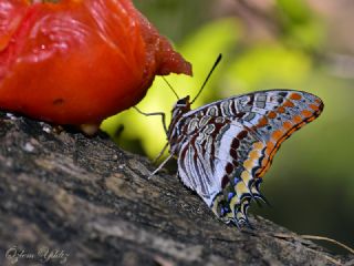 ift Kuyruklu Paa (Charaxes jasius )