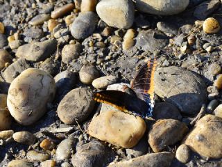 �ift Kuyruklu Pa�a&nbsp;(Charaxes&nbsp;jasius )