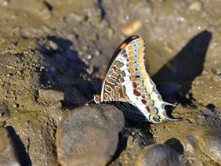 �ift Kuyruklu Pa�a&nbsp;(Charaxes&nbsp;jasius )