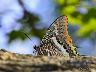 ift Kuyruklu Paa (Charaxes jasius )