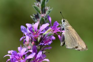 Nostrodamus (Gegenes nostrodamus )