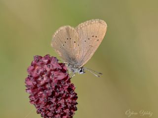 Esmer Korubeni (Phengaris nausithous)