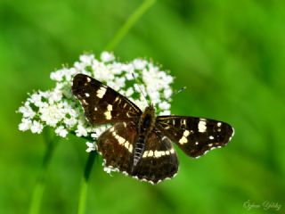 Isrgan Kelebei (Araschnia levana)