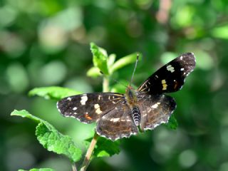 Isrgan Kelebei (Araschnia levana)