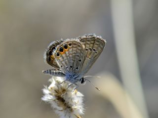 Mcevher Kelebei (Chilades trochylus)