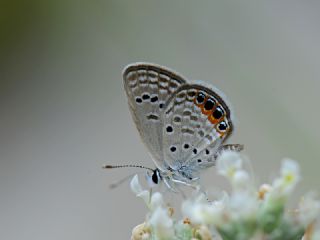 Mcevher Kelebei (Chilades trochylus)