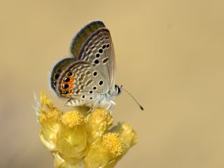 Mücevher Kelebeği (Chilades trochylus)