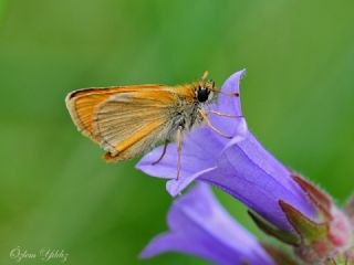 Sar Antenli Zpzp (Thymelicus sylvestris)