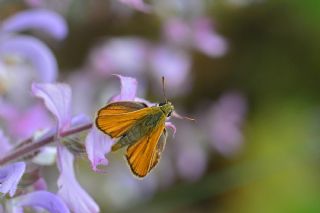 Sar Antenli Zpzp (Thymelicus sylvestris)