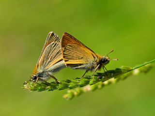 Sar Antenli Zpzp (Thymelicus sylvestris)