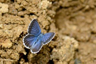 das Mavisi, Esmergz (Plebejus idas)