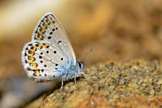 das Mavisi, Esmergz (Plebejus idas)