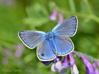 okgzl Amanda (Polyommatus amandus)