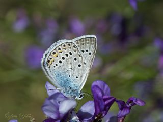 okgzl Amanda (Polyommatus amandus)