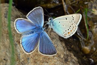 okgzl Amanda (Polyommatus amandus)