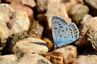 okgzl Amanda (Polyommatus amandus)