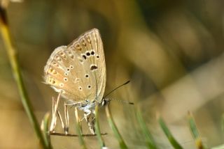 Anormal okgzl (Polyommatus admetus)