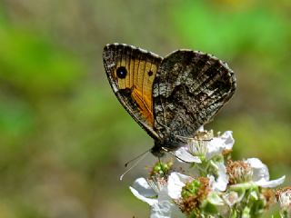 Anadolu Kzlmelei (Hipparchia pellucida)