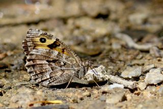 Anadolu K�z�lmele�i&nbsp;(Hipparchia&nbsp;pellucida)