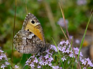 Gney Kzlmelei (Hipparchia senthes)