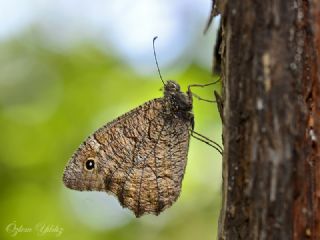 Anadolu Karamelei (Hipparchia fatua)