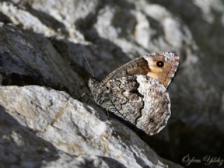 B�y�k Karamelek&nbsp;(Hipparchia&nbsp;syriaca)