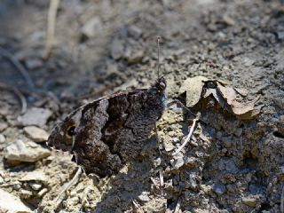 Byk Karamelek (Hipparchia syriaca)