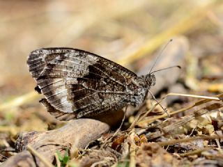 Byk Karamelek (Hipparchia syriaca)