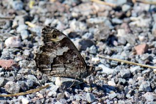 Byk Karamelek (Hipparchia syriaca)