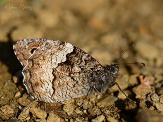 Byk Karamelek (Hipparchia syriaca)