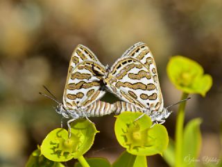 �eytanc�k&nbsp;(Cigaritis&nbsp;acamas)