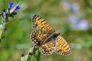 Benekli Byk parhan (Melitaea phoebe)