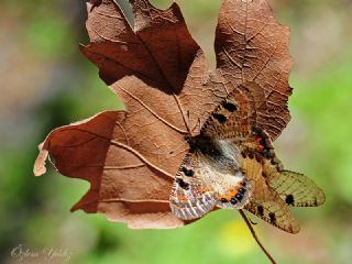 Yalanc Apollo (Archon apollinus)
