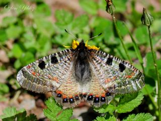 Yalanc Apollo (Archon apollinus)