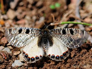 Yalanc Apollo (Archon apollinus)