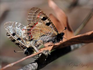 Yalanc Apollo (Archon apollinus)