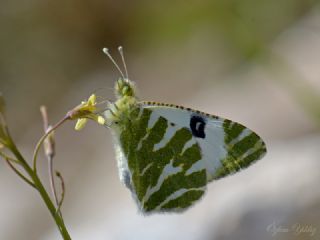 Akdeniz Oyklosu&nbsp;(Euchloe&nbsp;belemia)