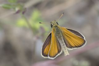 Siyah Antenli Zpzp (Thymelicus lineolus)