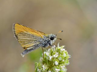 Siyah Antenli Zpzp (Thymelicus lineolus)