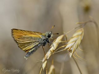 Siyah Antenli Zpzp (Thymelicus lineolus)